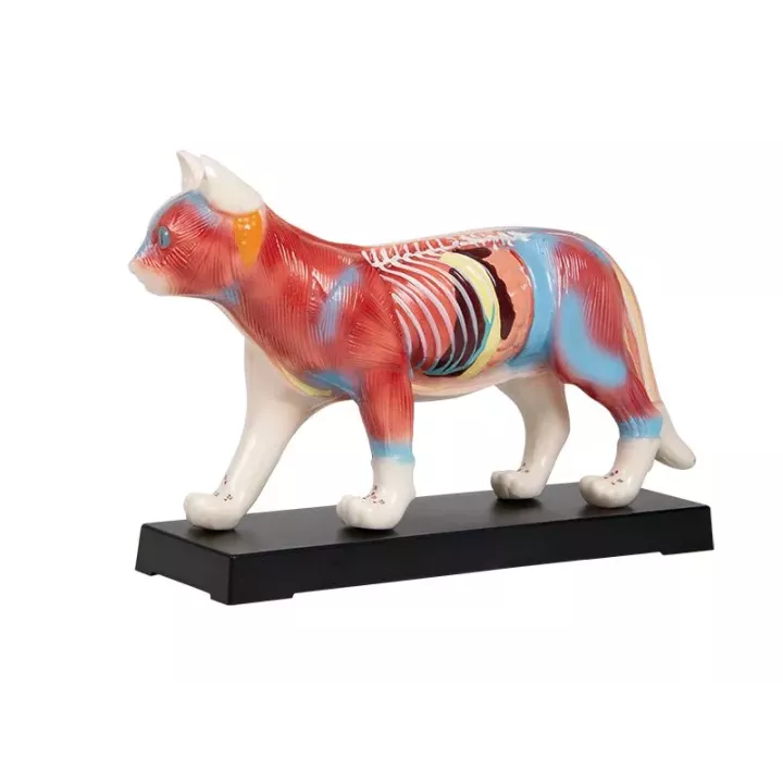 Modèle d'acupuncture chat