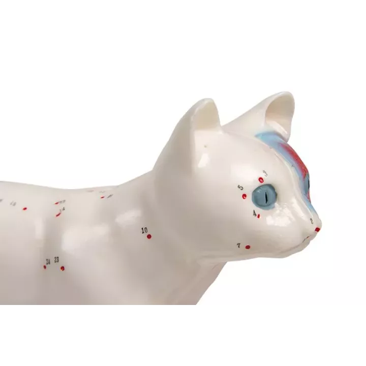 Modèle d'acupuncture chat