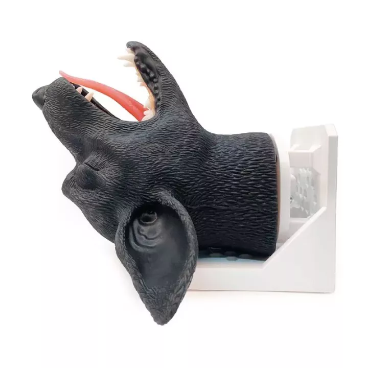 Tête de chien pour intubation