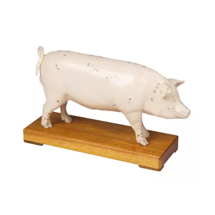 Modèle d'acupuncture d'un cochon