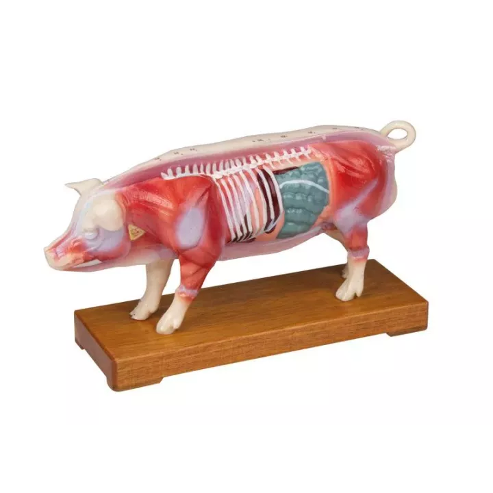 Modèle d'acupuncture d'un cochon