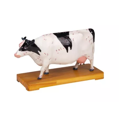Modèle d'acupuncture vache