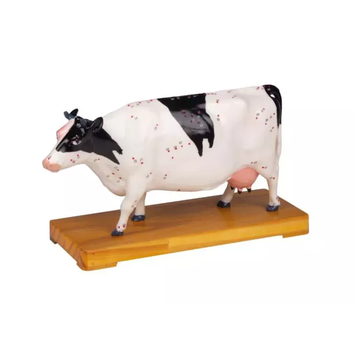 Modèle d'acupuncture vache