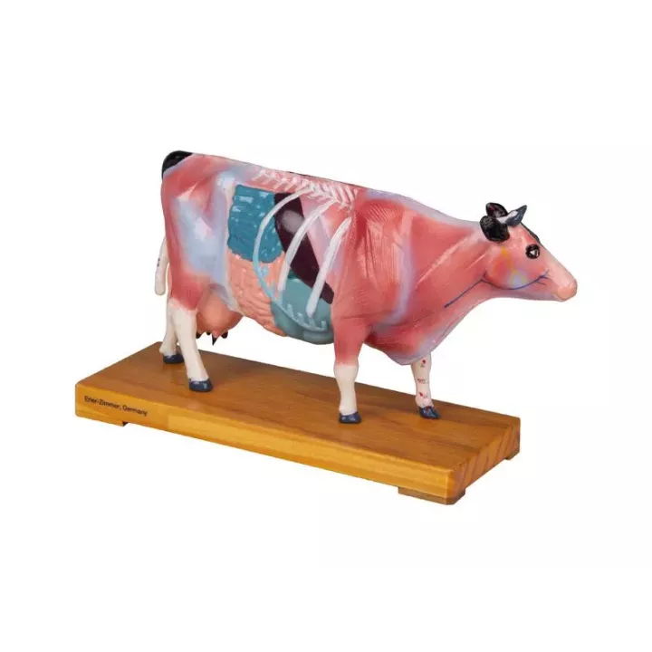 Modèle d'acupuncture vache