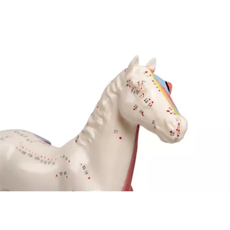 Modèle d'acupuncture cheval 