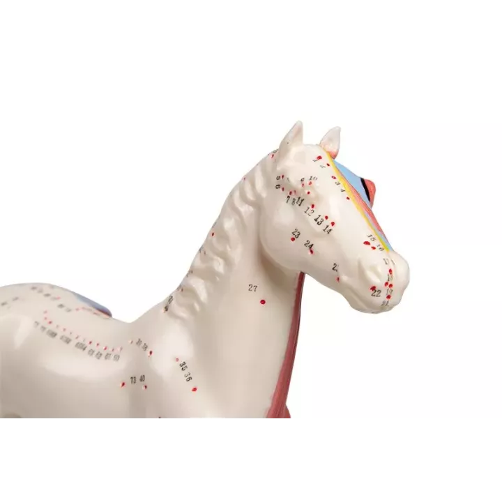Modèle d'acupuncture cheval 
