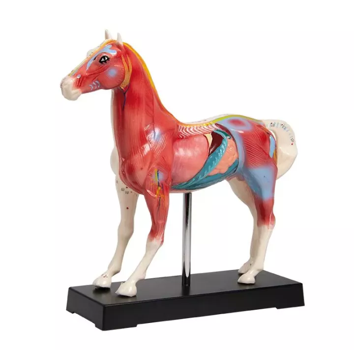 Modèle d'acupuncture cheval 