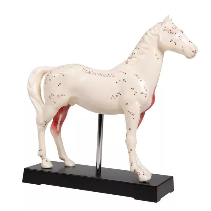 Modèle d'acupuncture cheval 