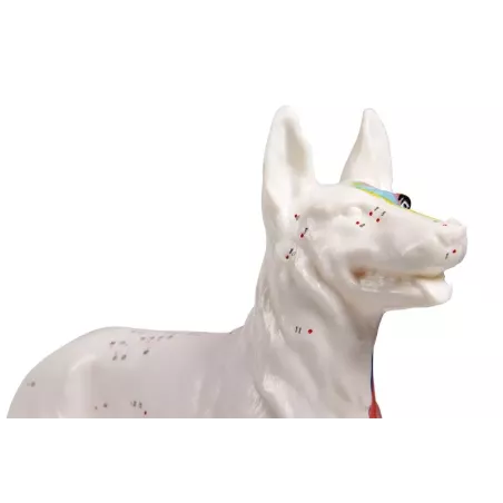 Modèle acupuncture chien