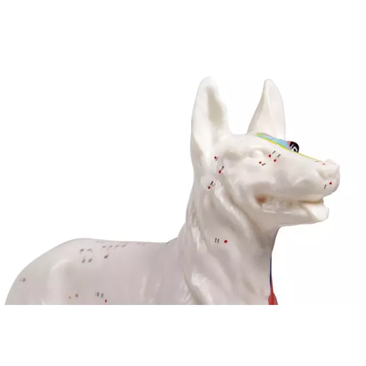 Modèle acupuncture chien