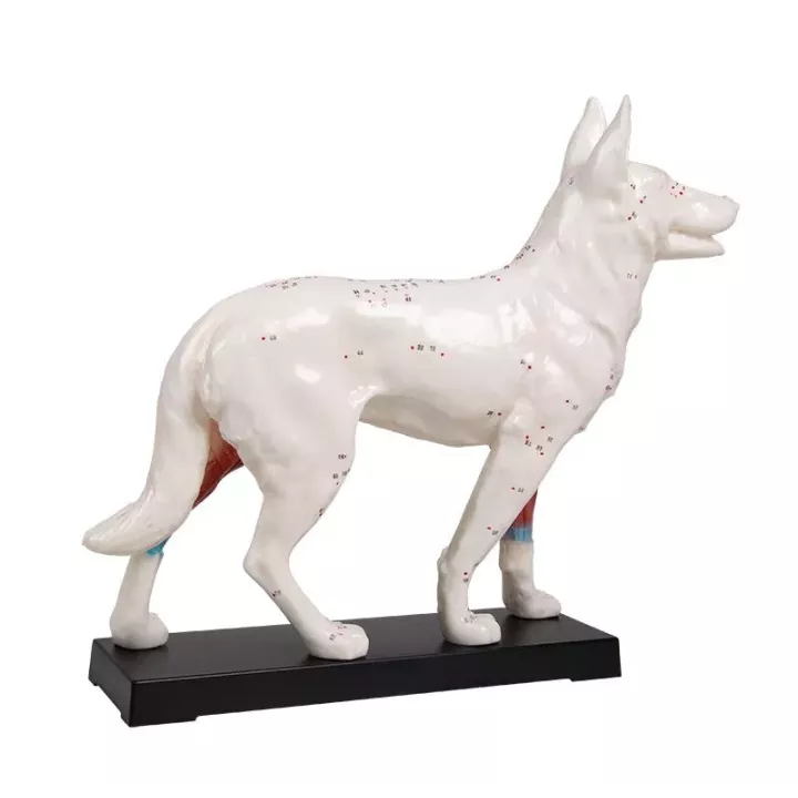 Modèle acupuncture chien