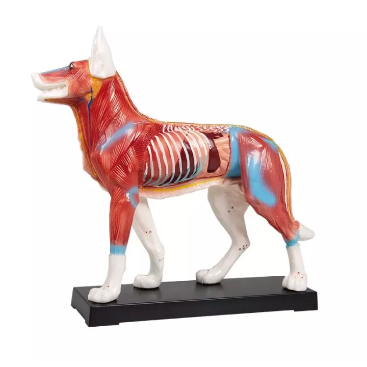 Modèle acupuncture chien