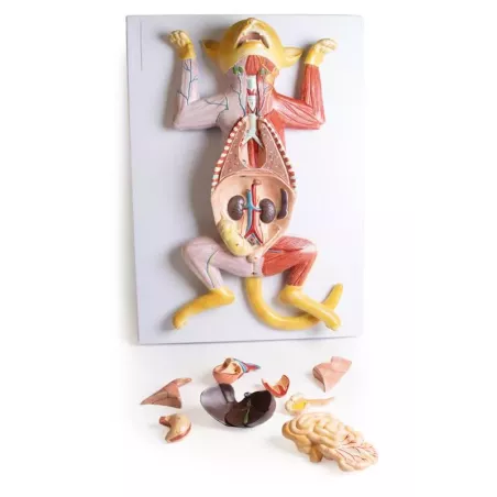 Modèle de dissection d'une chatte enceinte