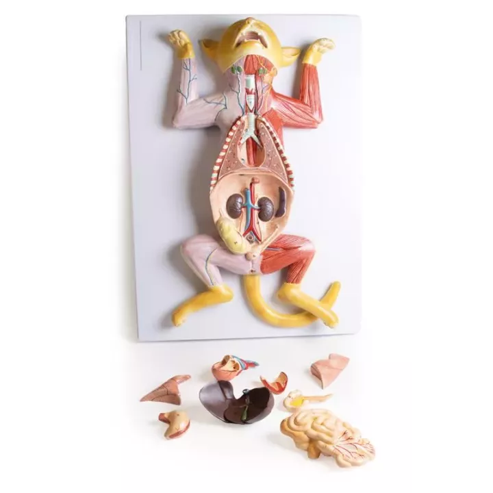 Modèle de dissection d'une chatte enceinte