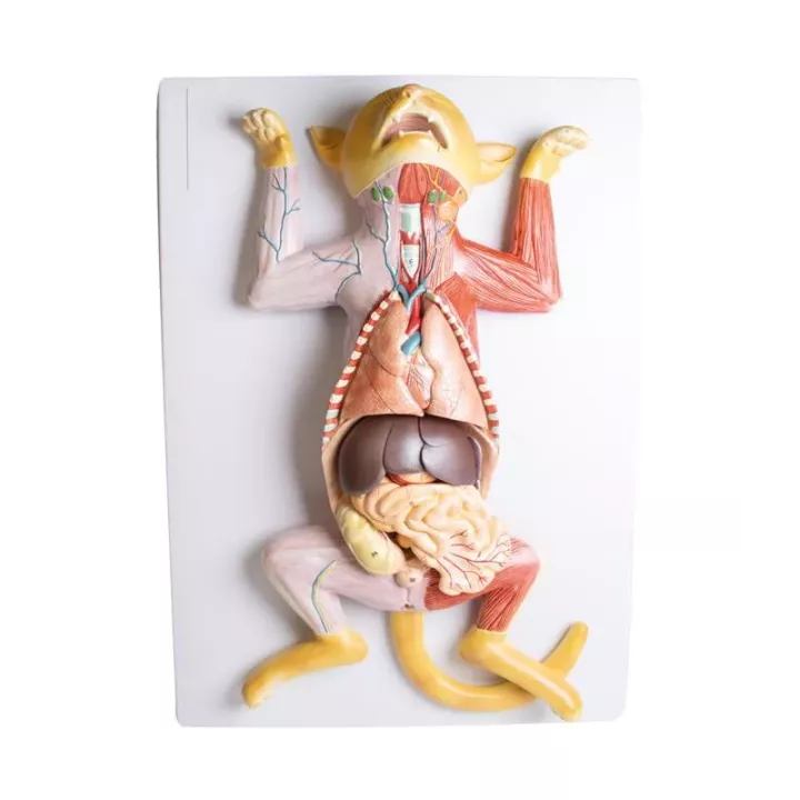 Modèle de dissection d'une chatte enceinte