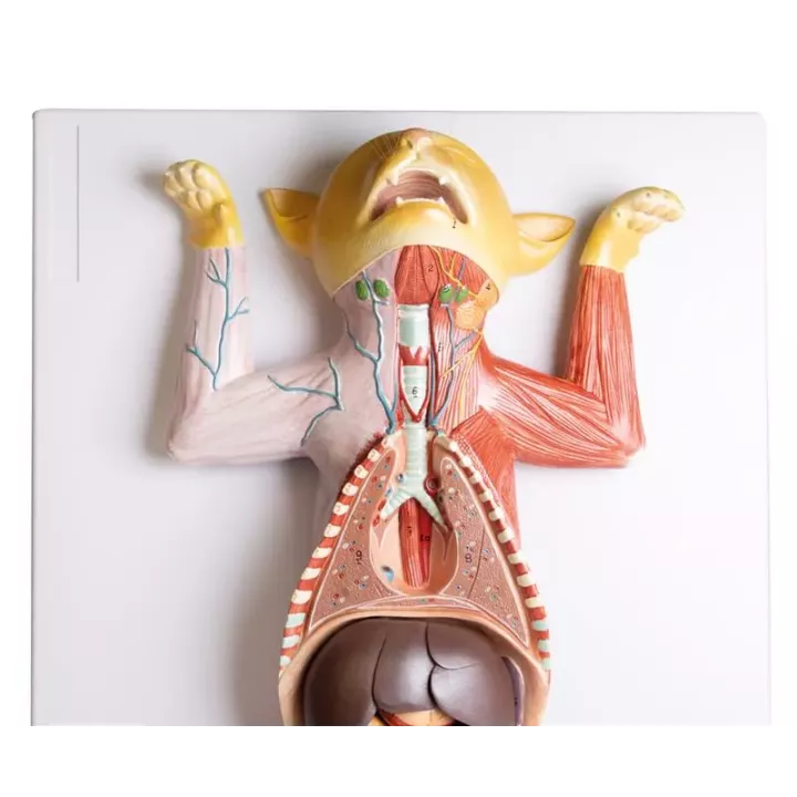 Modèle de dissection d'une chatte enceinte