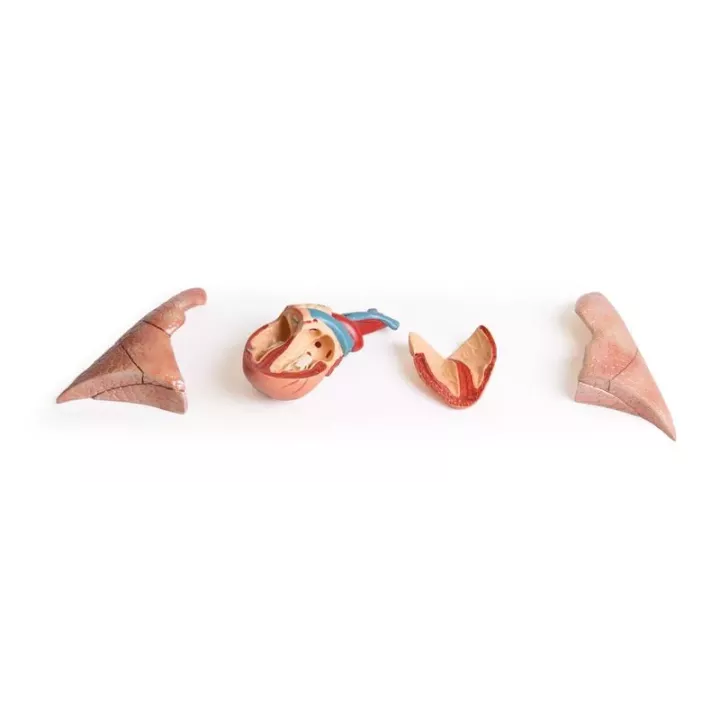Modèle de dissection d'une chatte enceinte