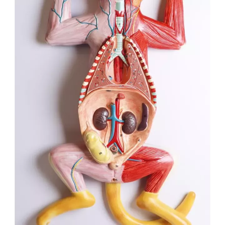 Modèle de dissection d'une chatte enceinte