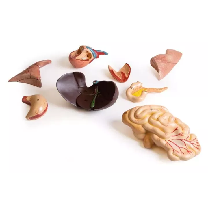 Modèle de dissection d'une chatte enceinte