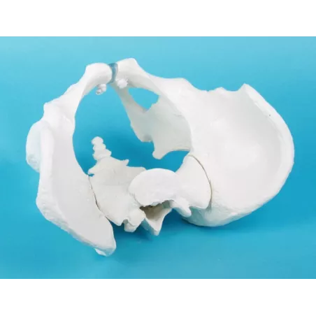 Bassin d‘homme avec sacrum