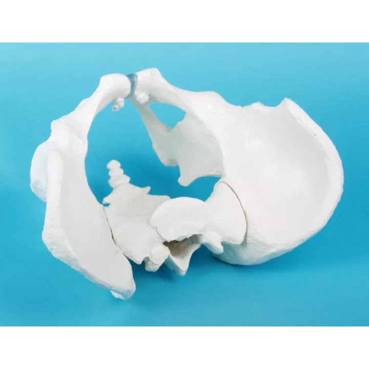 Bassin d‘homme avec sacrum