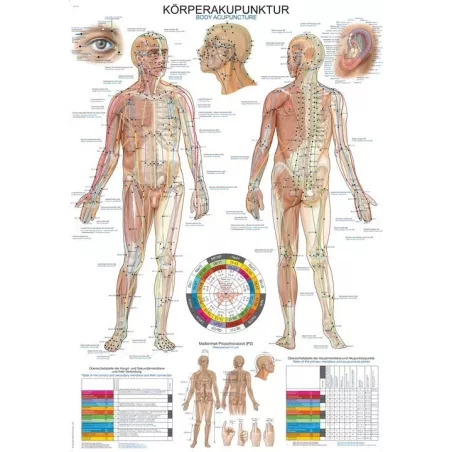 Planche anatomique acuponcture du corps humain