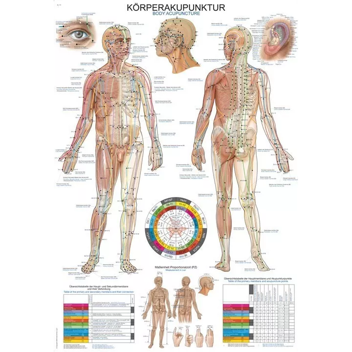 Planche anatomique acuponcture du corps humain