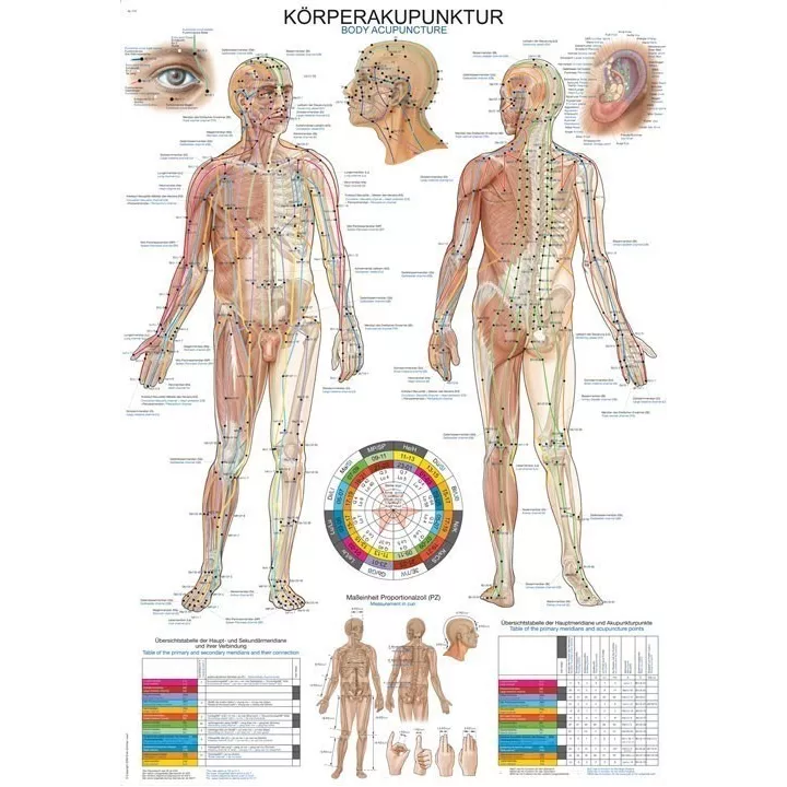 Planche anatomique acuponcture du corps humain