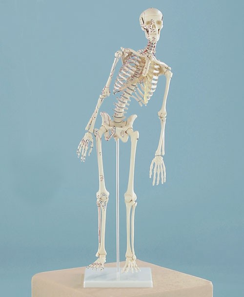 Anatomie