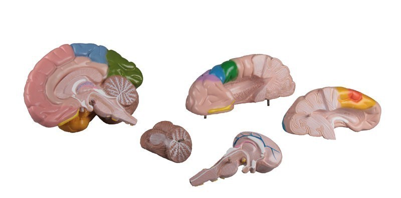 Cerveau