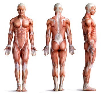 Musculature
