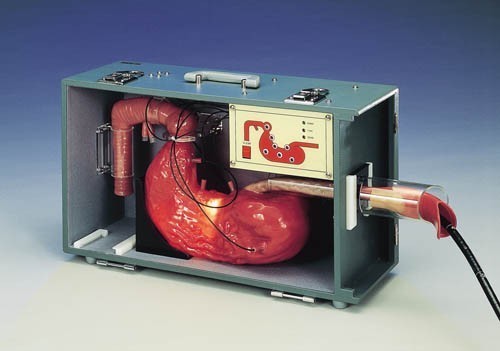 endoscopie